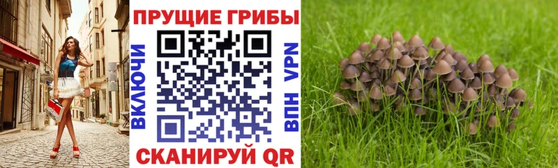 Псилоцибиновые грибы Cubensis  Новоалександровск 